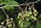 Grey Alder Cones