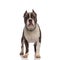 Grey american bully wearing a chain necklace standing