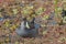 Grey American coot swimming in the lake covered with a lot of fallen leaves on the surface