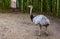 Grey american rhea walking in the sand, big flightless bird from America, Near threatened animal specie