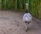 Grey American rhea walking in the sand, view from behind, Near threatened animal specie from America, big flightless bird