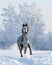 Grey Andalusian horse gallops on snowfield