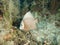 Grey angelfish in Cuba\'s stunning Jardin de la Reina