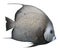 Grey Angelfish - Isolated