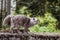 Grey angora cat in the street meowing