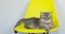 Grey angry cat is lying on yellow chair and wagging his tail looking at camera.