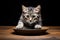 Grey animal cat fluffy bowl cute pet mammal adorable domestic