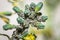 Grey aphids feeding on a broccoli plant