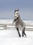Grey arab horse runs free in winter snowy field