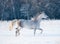 Grey arab mare runs free in winter