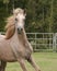 Grey Arabian colt