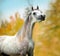 Grey arabian dappled horse autumn portrait