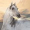 Grey Arabian horse