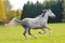 Grey arabian horse in autumn field