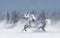 Grey arabian horse galloping during snowstorm.