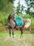 Grey arabian horse in national arabic harness
