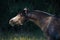 Grey arabian horse portrait