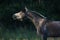 Grey arabian horse portrait