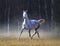 The grey arabian horse runs free in frosty autumn morning