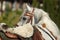 Grey arabian horse with traditional tack and saddle