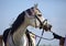 Grey arabian horse with traditional tack and saddle