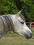 Grey Arabian Mare