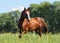 Grey arabian racehorse portrait in dark tree background