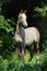 Grey arabian racehorse portrait in dark tree background