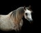 Grey arabian young stallion portrait isolated on black background