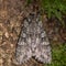 Grey arches moth (Polia nebulosa) from above