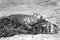 Grey atlantic seal basking on seaweed