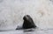 A grey atlantic seal on the beach