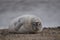 A grey atlantic seal on the beach