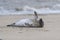 A grey atlantic seal on the beach