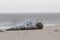 A grey atlantic seal on the beach