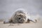 A grey atlantic seal on the beach