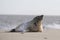 A grey atlantic seal on the beach