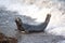 Grey Atlantic seal  Pembrokeshire