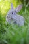 Grey baby rabbit in the grass