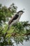 Grey-backed fiscal with catchlight on leafy branch