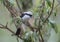 Grey Backed Fiscal Shrike seen at Masai Mara, Kenya