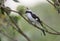 Grey Backed Fiscal Shrike seen at Masai Mara, Kenya