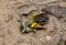 Grey-backed mining bee, Andrema vaga digging in sand