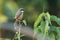 Grey-backed shrike bird in Nepal