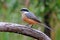 Grey-backed Shrike Lanius tephronotus Beautiful Birds of Thailand