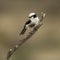 Grey-backed shrike perched on a branch, Serengeti, Tanzania