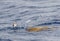 Grey-backed Storm Petrel, Garrodia nereis