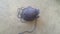 Grey ball of threads wool yarn for knitting on grey floor background