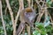 Grey bamboo lemur, lemur island, andasibe