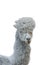 Grey beautiful alpaca with a long neck isolated on a white background